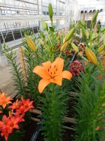 [5023 Bariton No01.JPG]